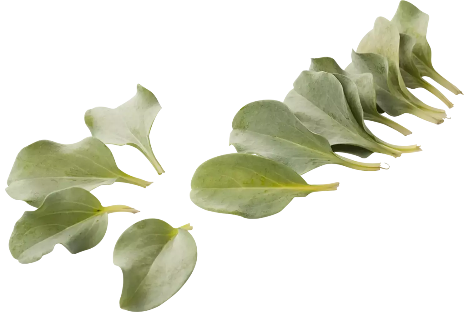 Oyster leaves +-- 50 leaves crade 8 pieces