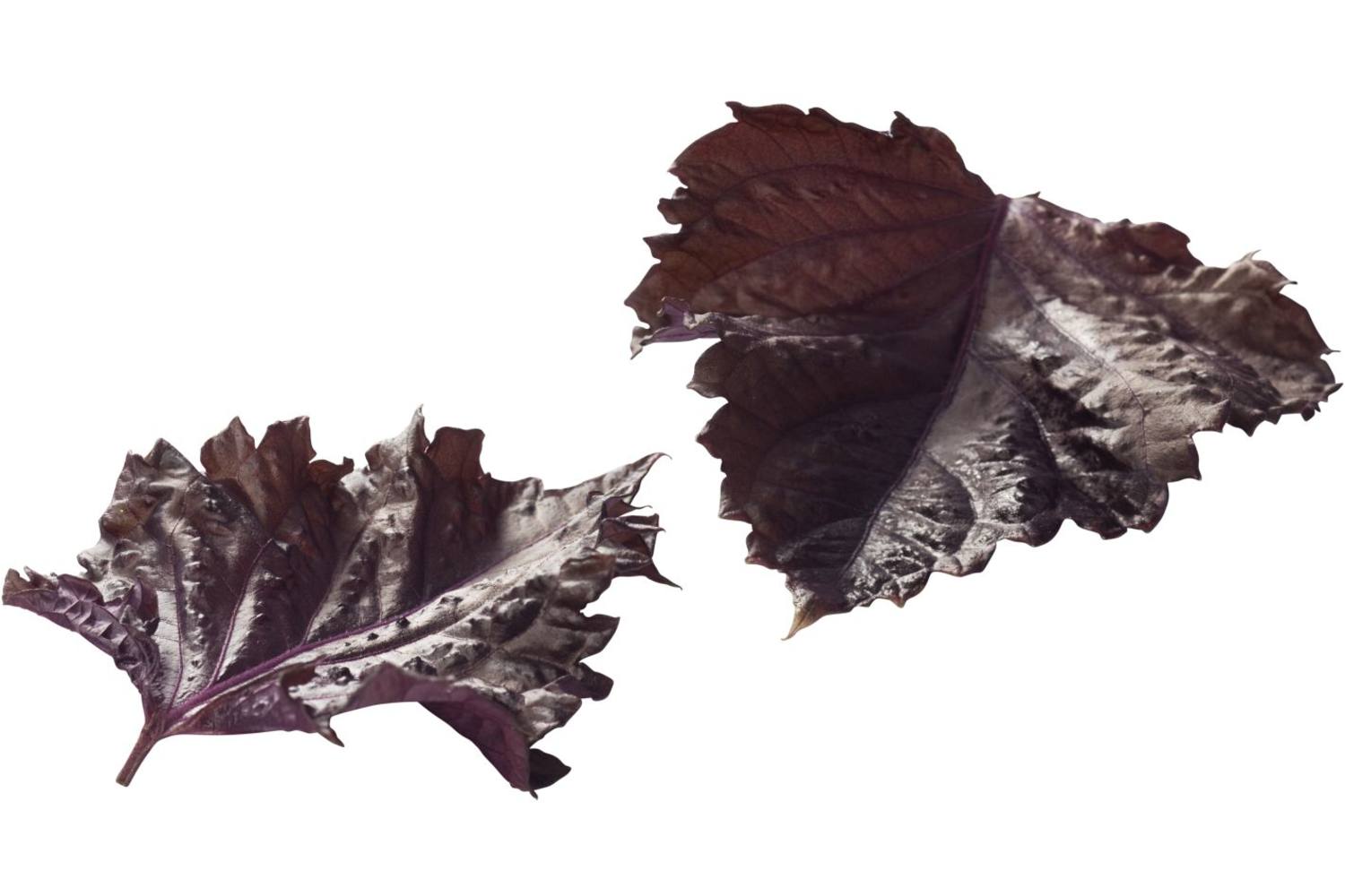 Purple leaves (15 blaadjes-schaal) stuk 1