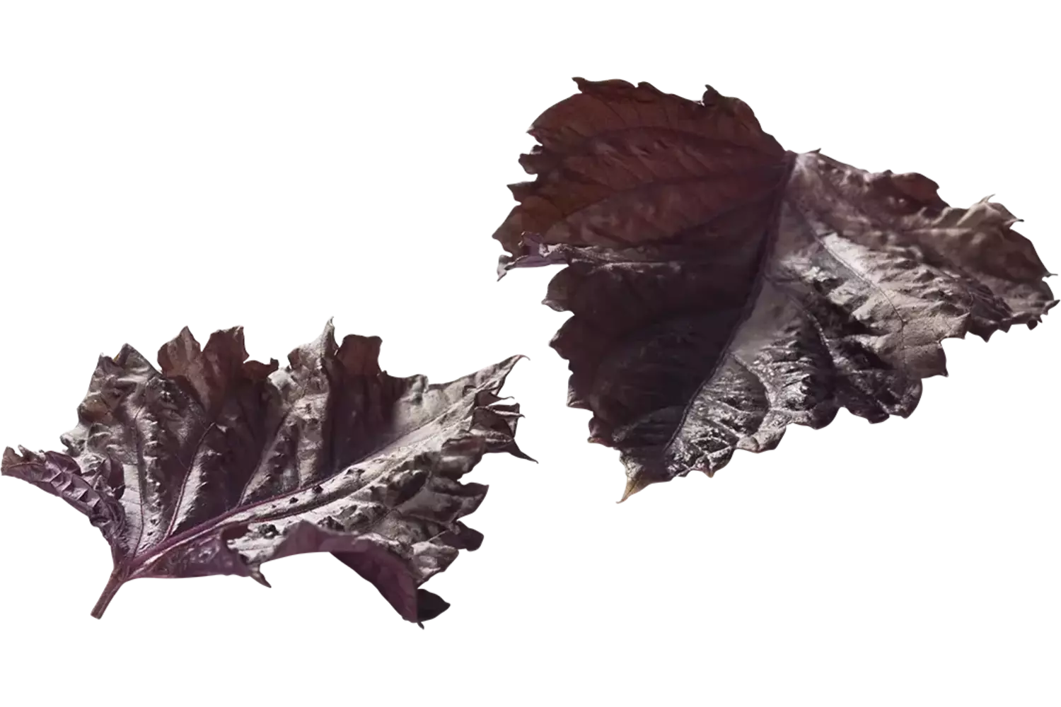 Purple leaves (15 blaadjes-schaal) kist 12 stuks