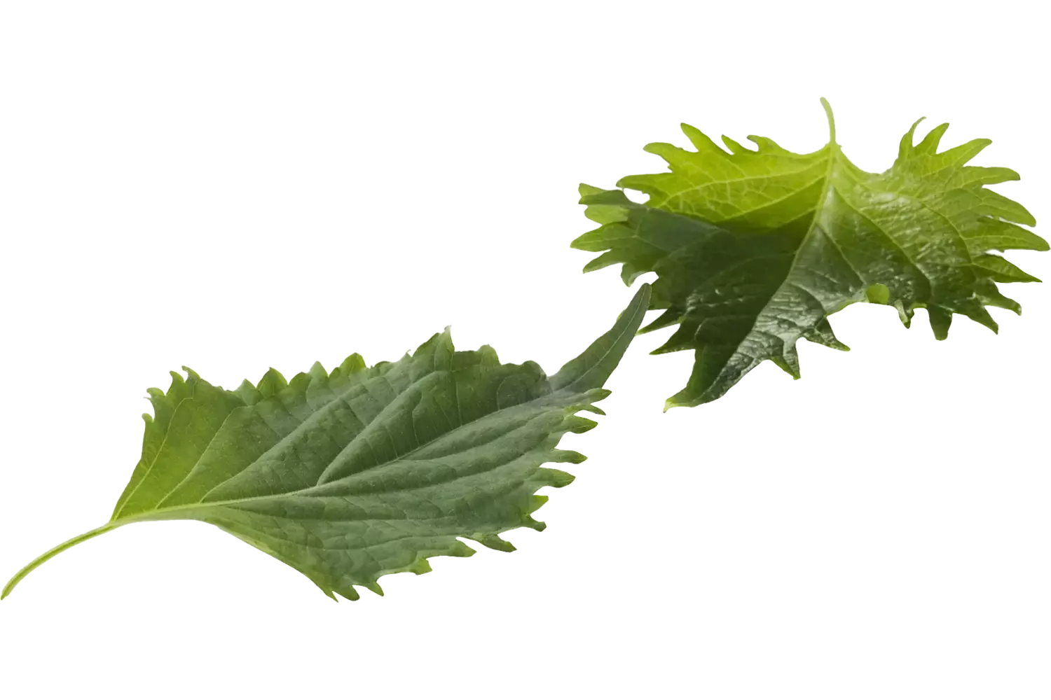 Feuilles vertes (15 feuilles) caisse 12pc