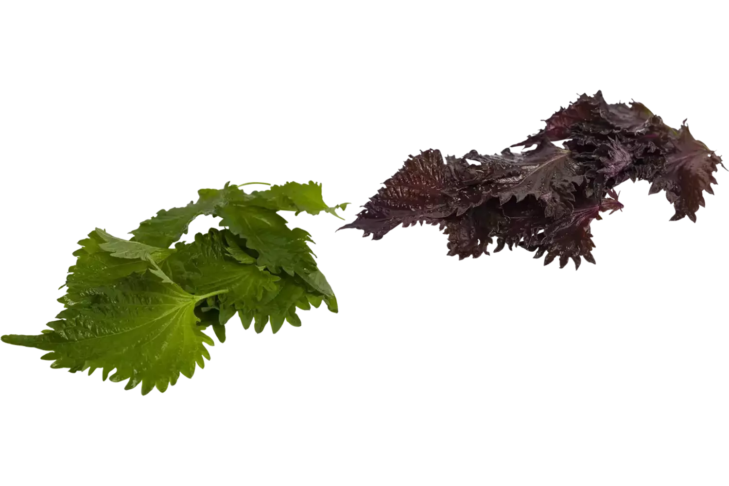 Mixed leaves (15 blaadjes-schaal) kist 12 stuks