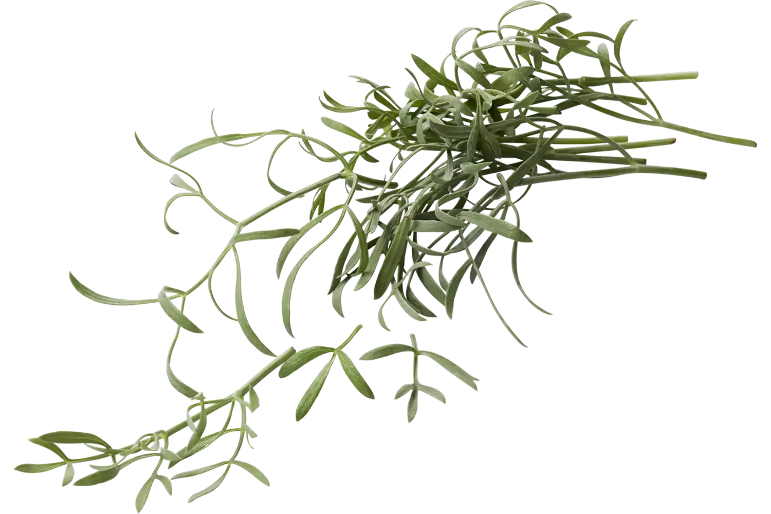 Zeevenkel (Sea Fennel) 50 gr. kist 2 stuks