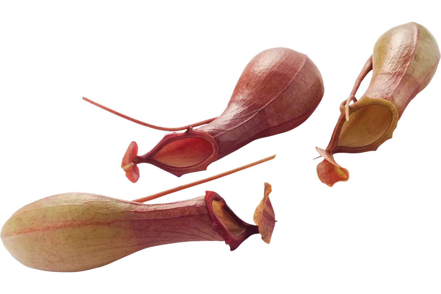 Vase Vénus caisse 8pc