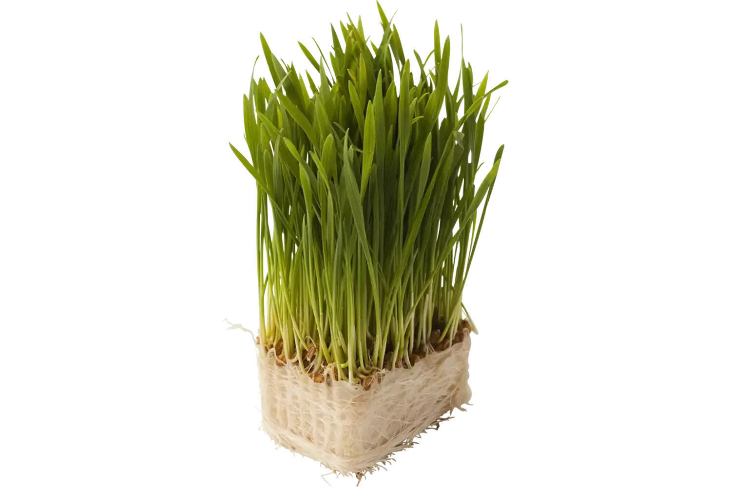 Wheat grass piece