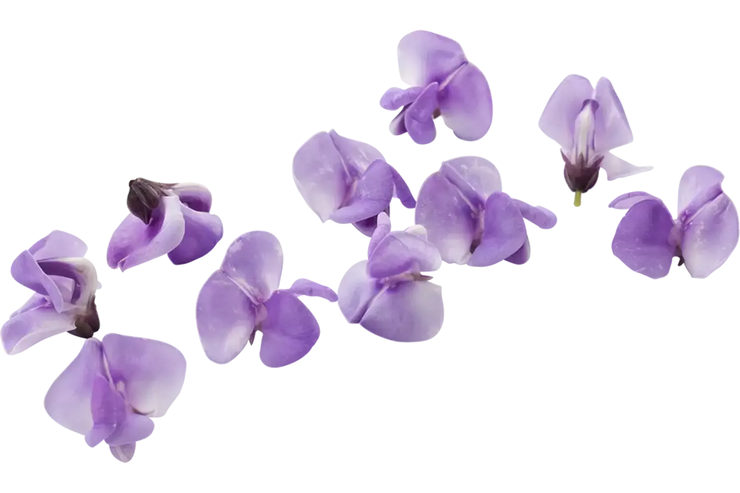 Bean blossom (+--20 bloemen-cupje) stuk