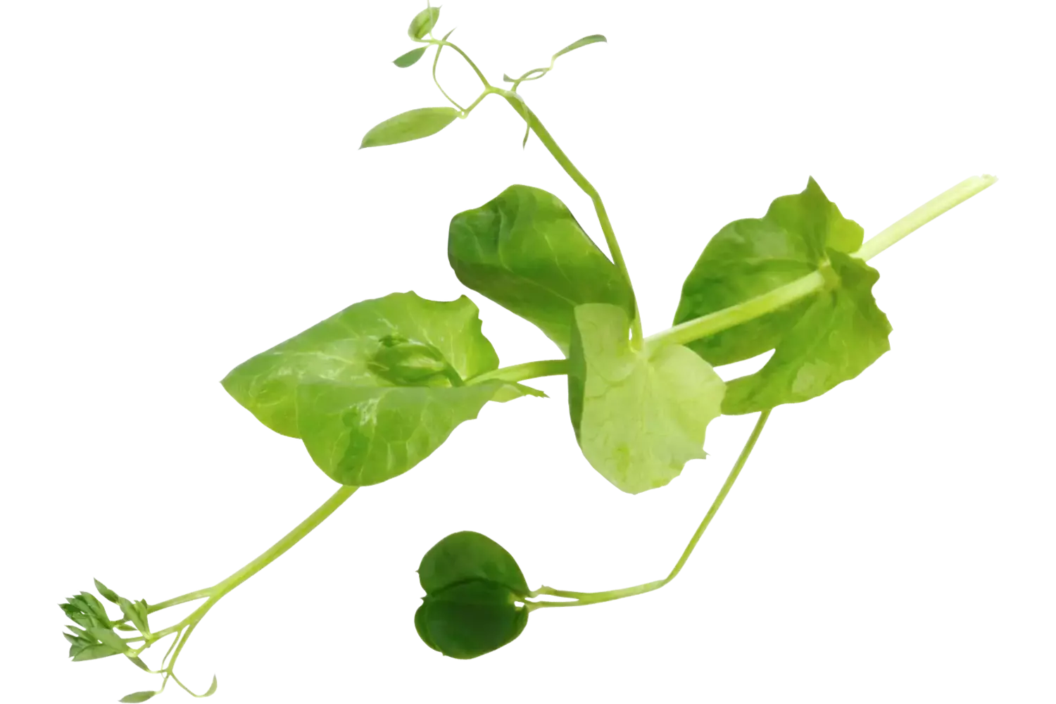 Salad Pea 110gr stuk