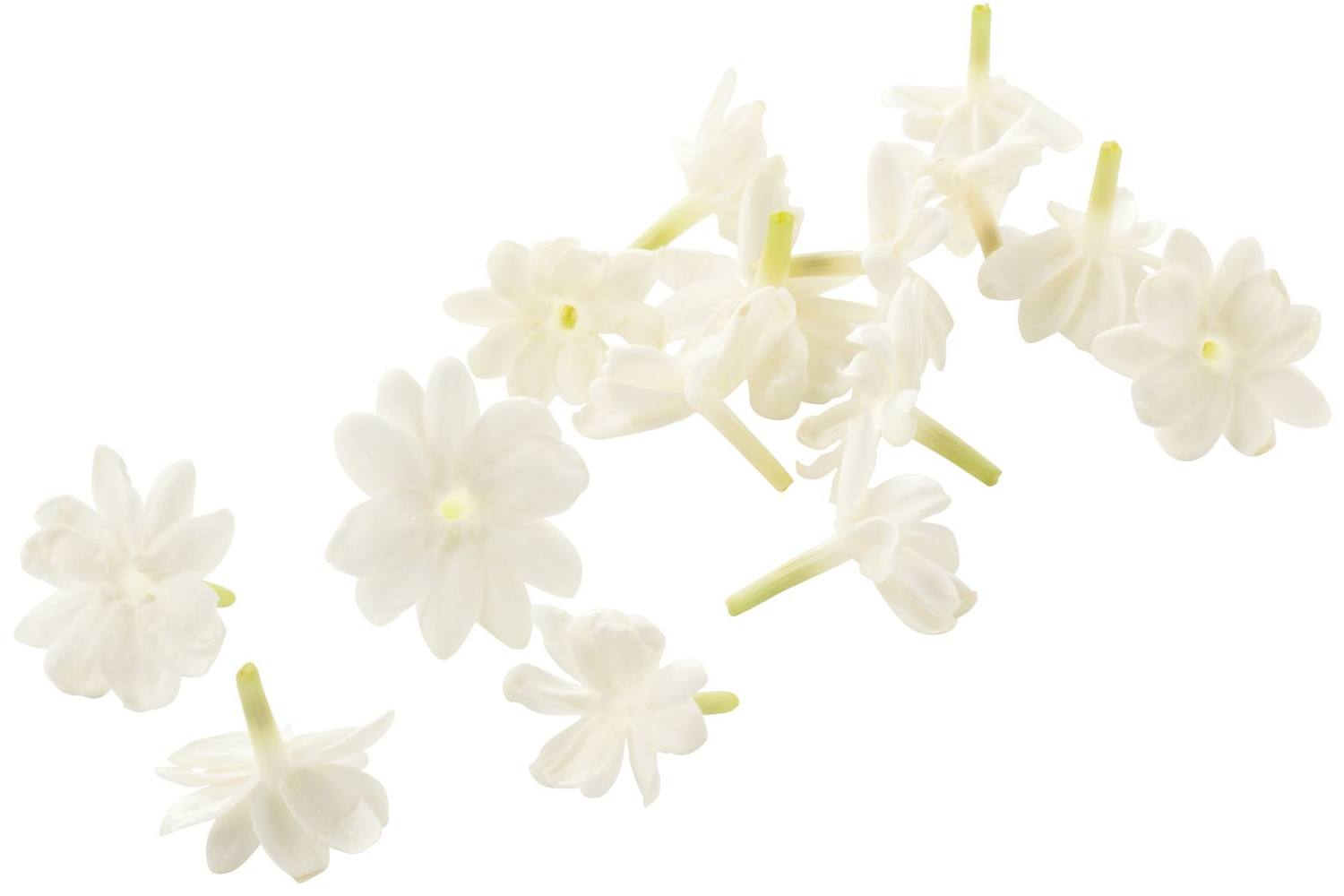 Jasmine blossom (+--25 bloemen-cupje) stuk 1