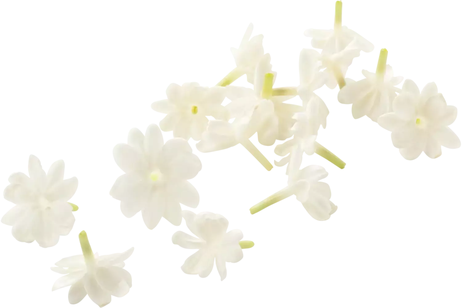 Jasmine blossom (+--25 bloemen-cupje) kist 8 stuks