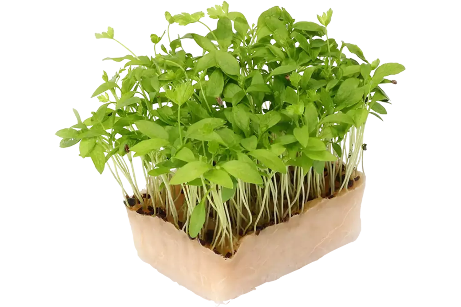 Persinette cress single stuk