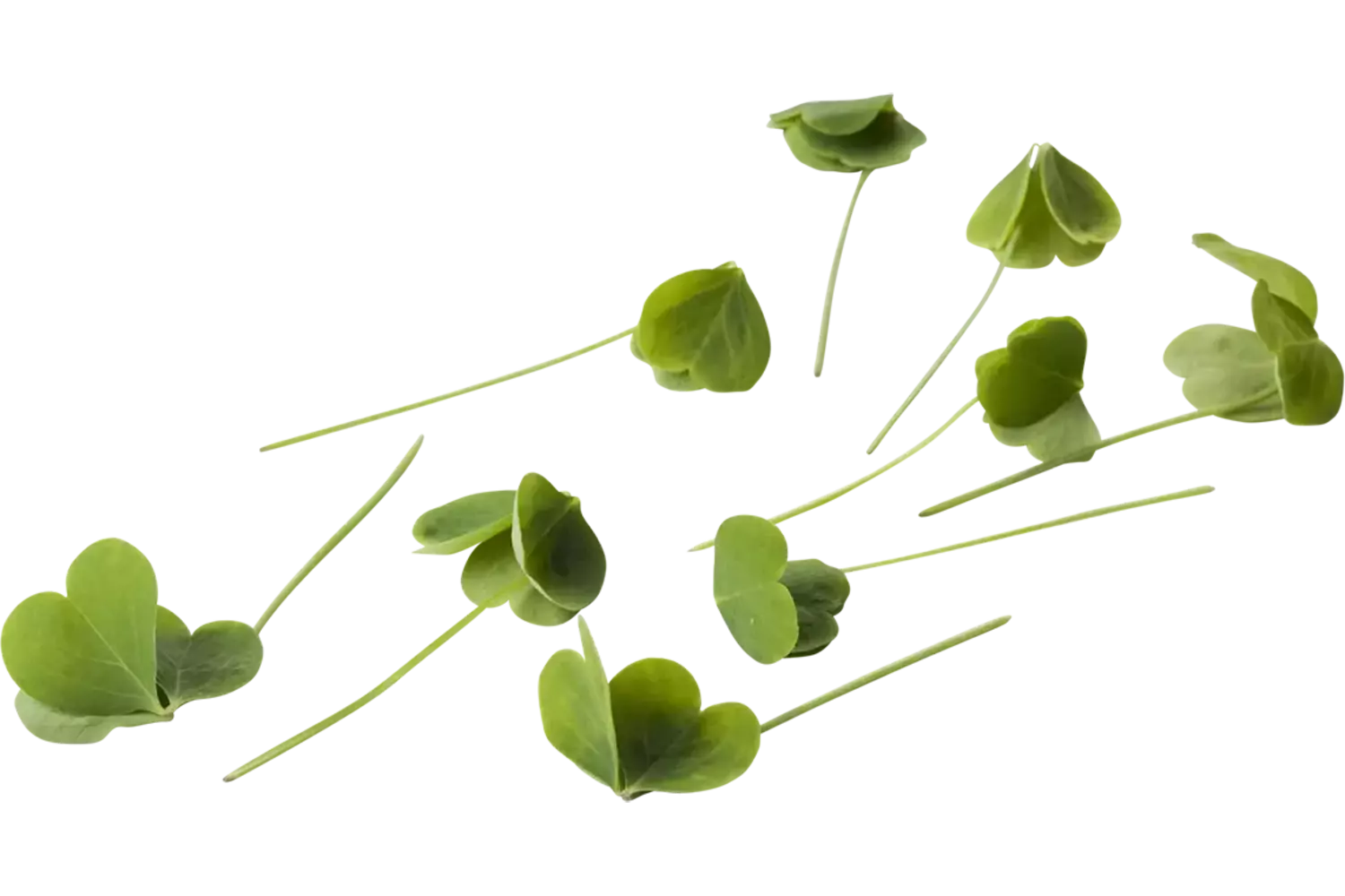 Citra leaves +-- 25 pcs crade 2 pieces