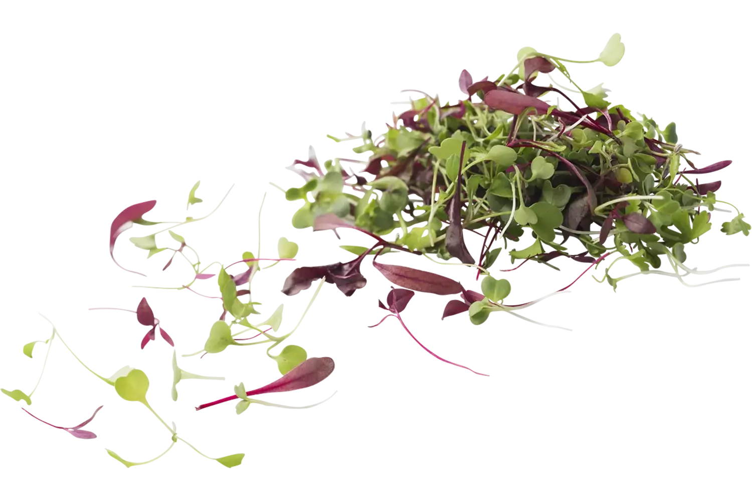 Micro leaves salad mix 30gr. kist 12 stuks