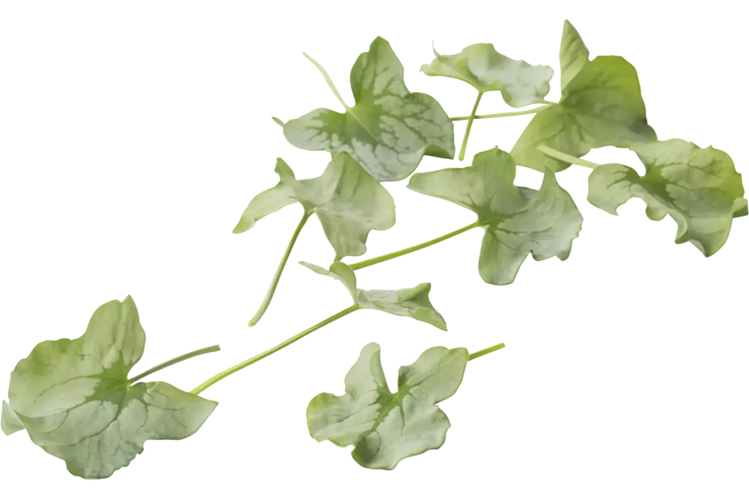 Syrha Leaves (+--25 blaadjes-schaal) kist 2 stuks