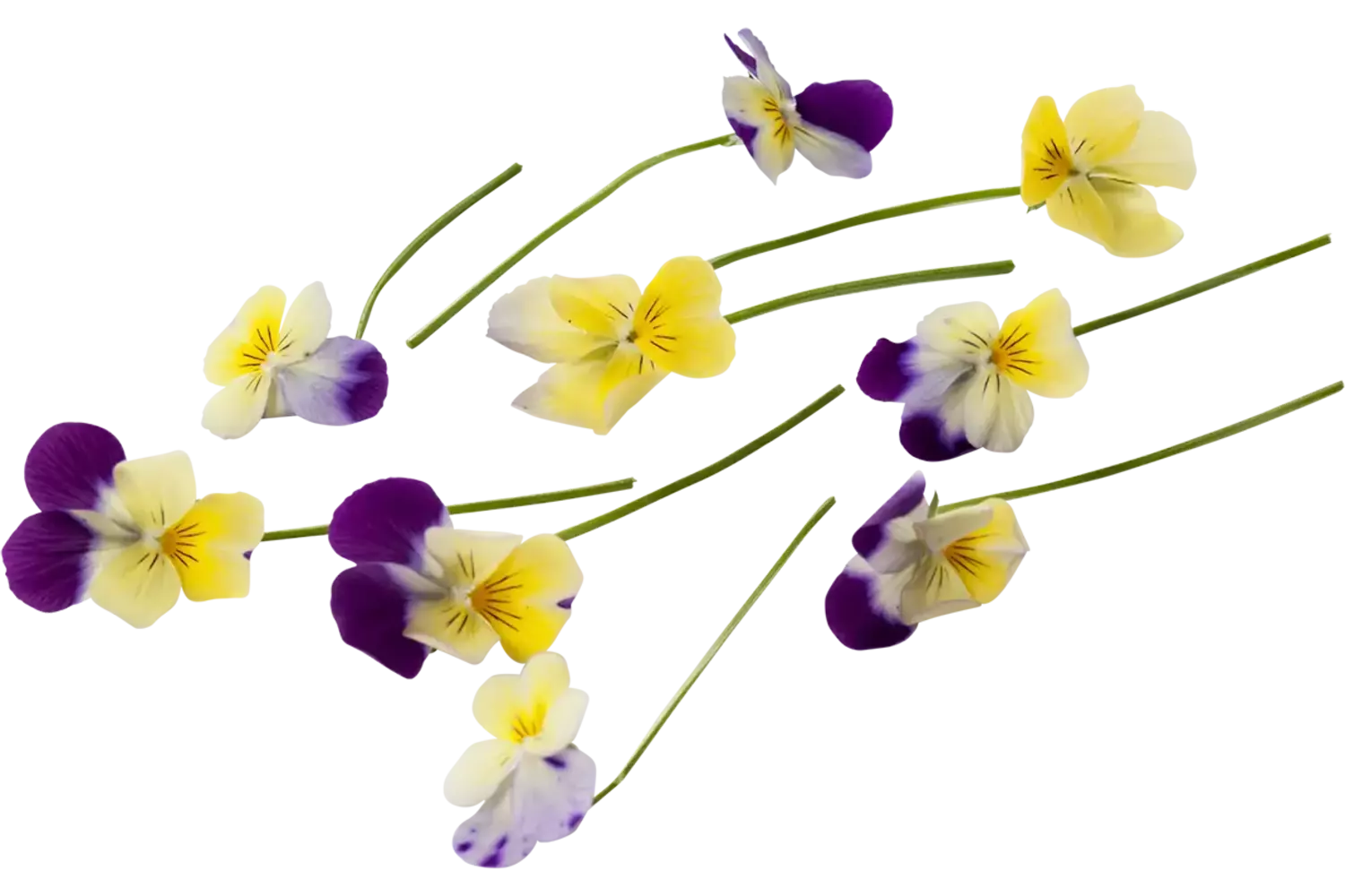 Cornabria Blossom (+--50 bloemen a 2,5g) stuk