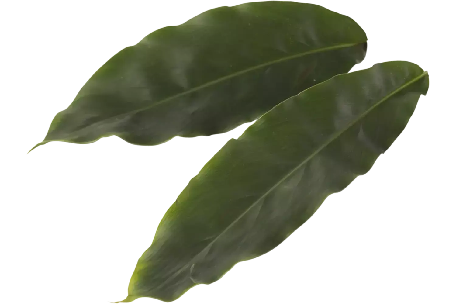 Cardamom Leaves (30 blaadjes-schaal) kist 2 stuks