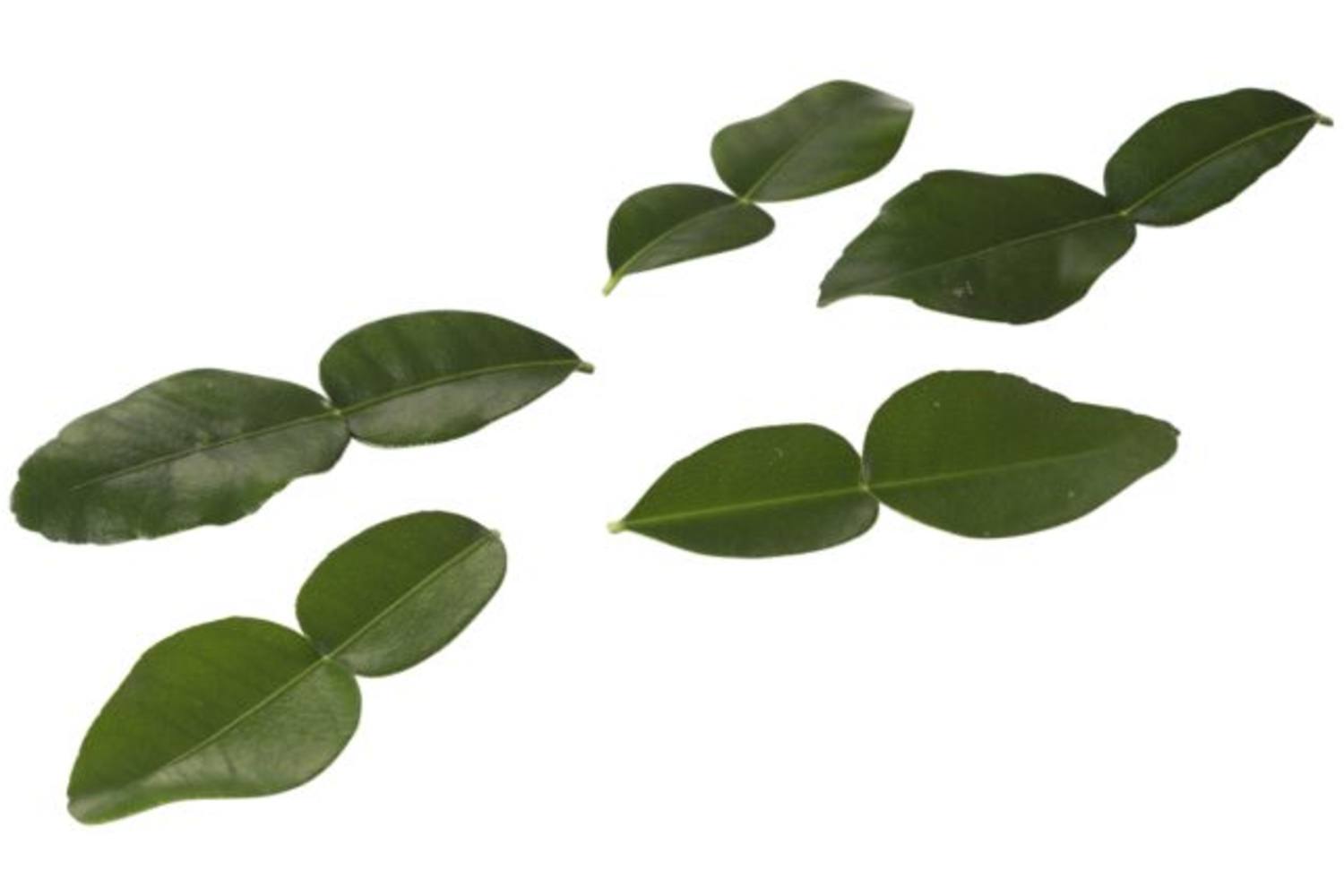 Kaffir Lime Leaves (25 blaadjes-schaal) stuk 1