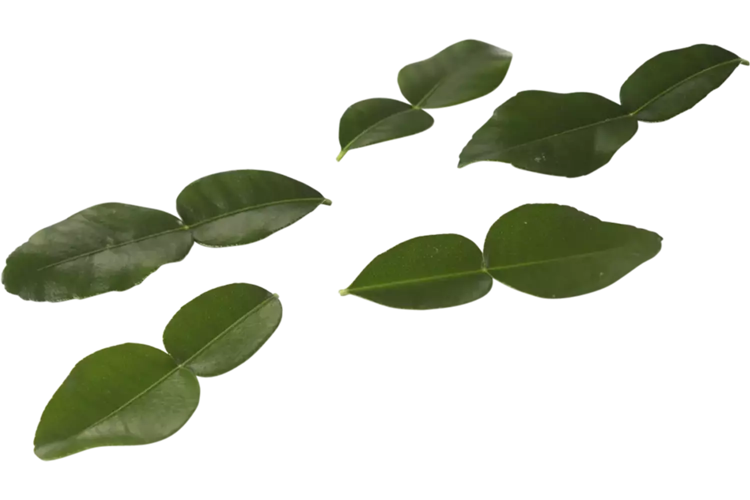 Kaffir Lime Leaves (25 blaadjes-schaal) stuk
