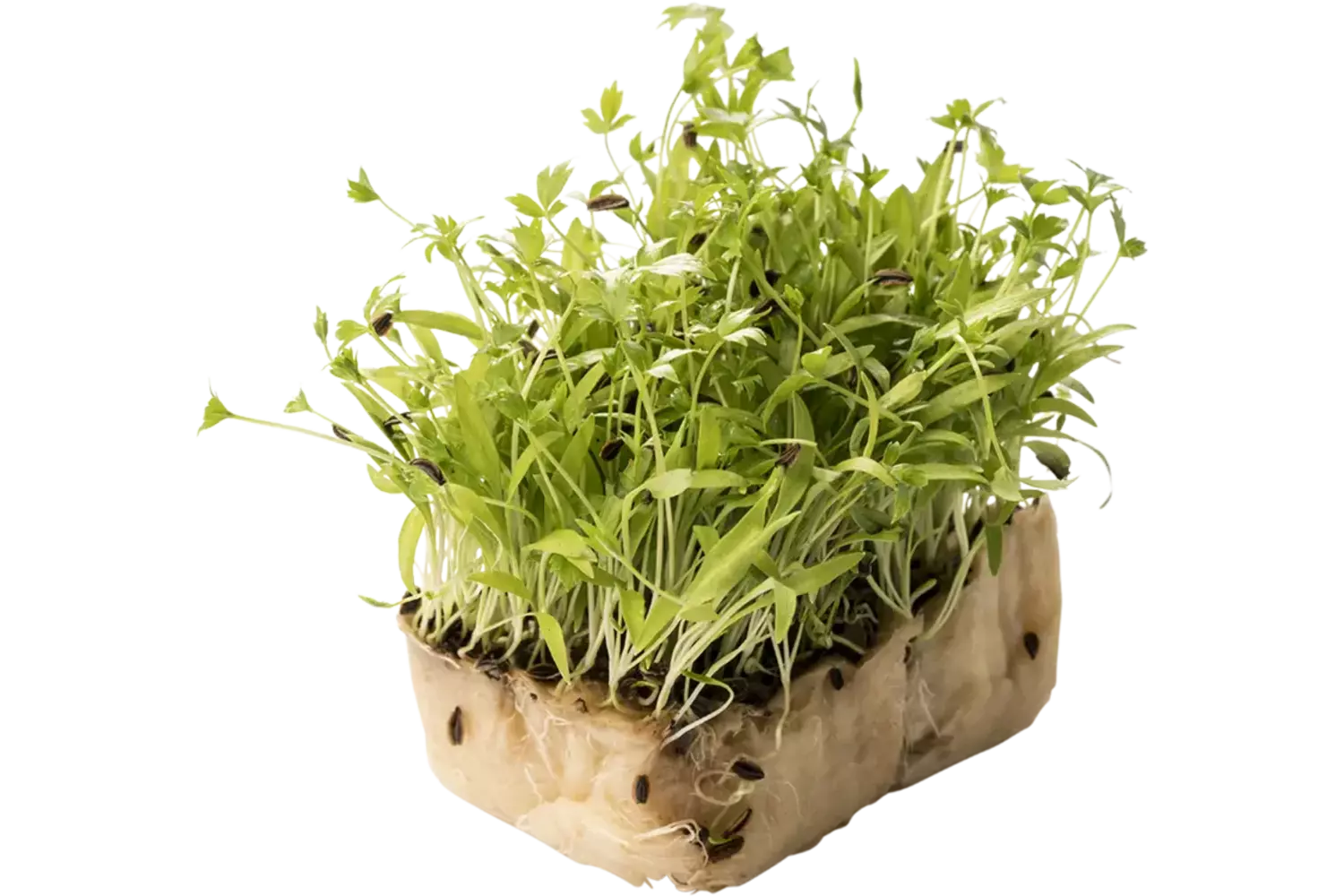 Motti Cress Single stuk