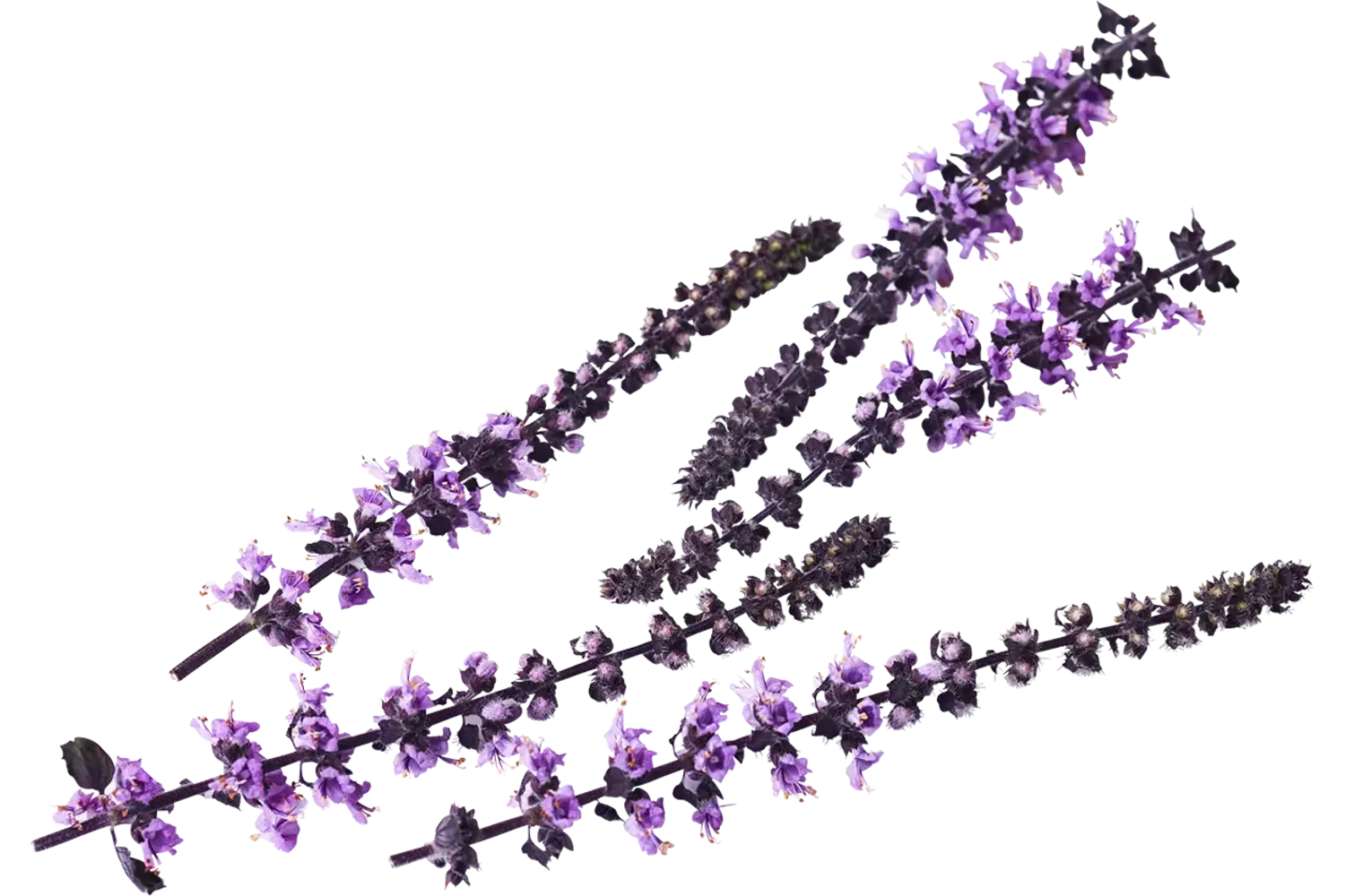 Zallotti blossom crade 8 pieces