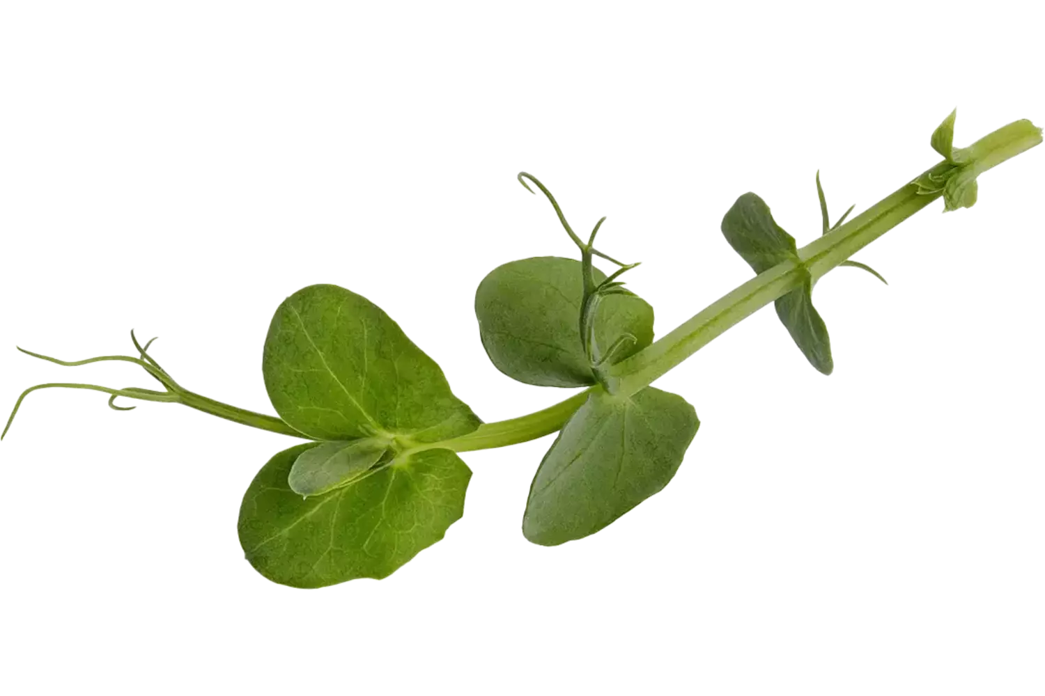 Tendrill Pea 100g pièce