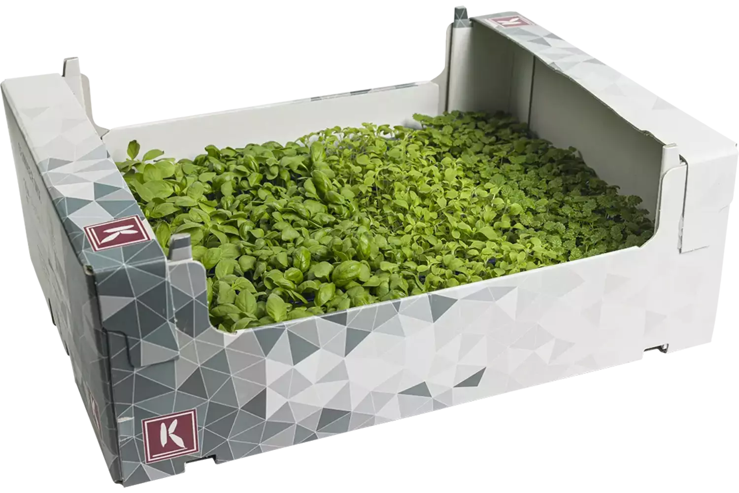 Summer mix kist 16 stuks