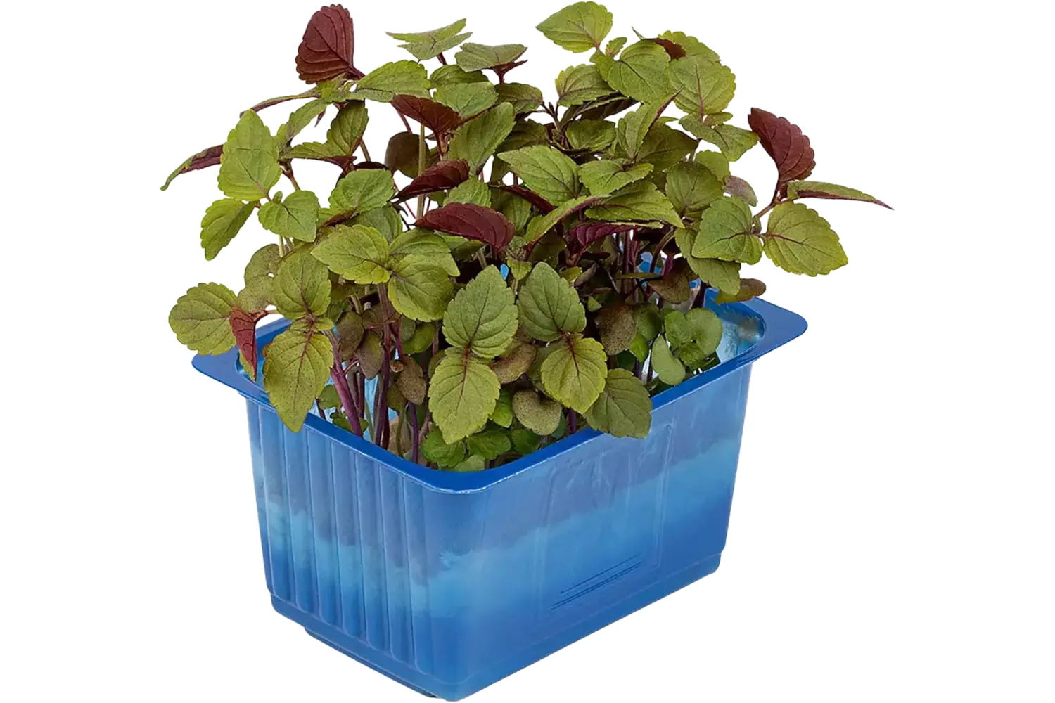 Shiso bicolor duo topseal stuk