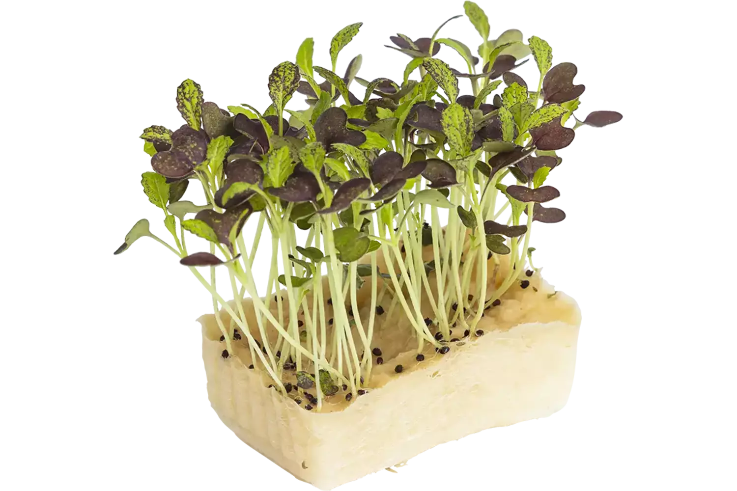 Bicolor mustard cress single stuk