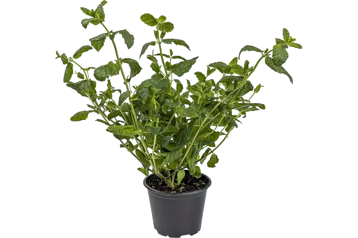Indoor Munt in pot per