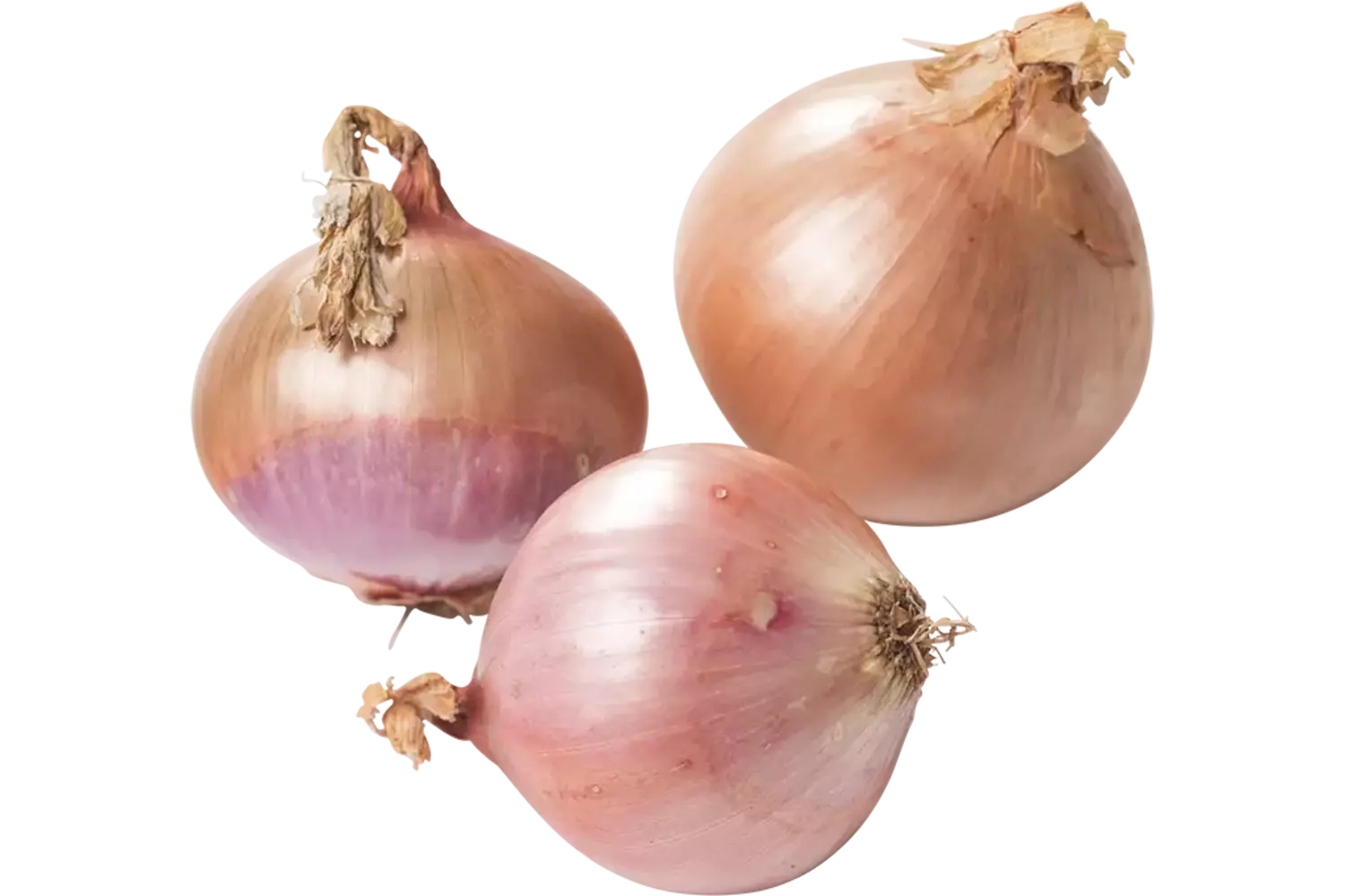 Uien Rose Roscoff kist 12 kilogram