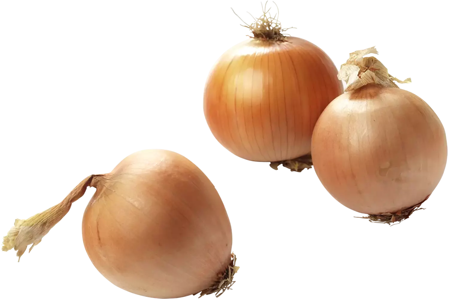 Uien bonken 100-120 kist 10 kilogram