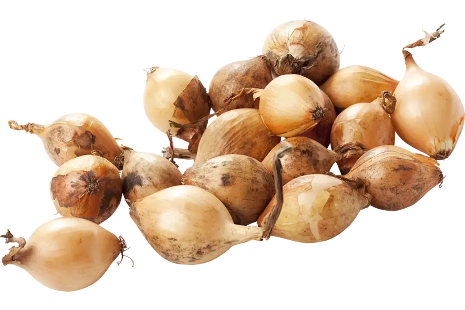 Zilveruien bruin verpakt 500gr kist 10 stuks
