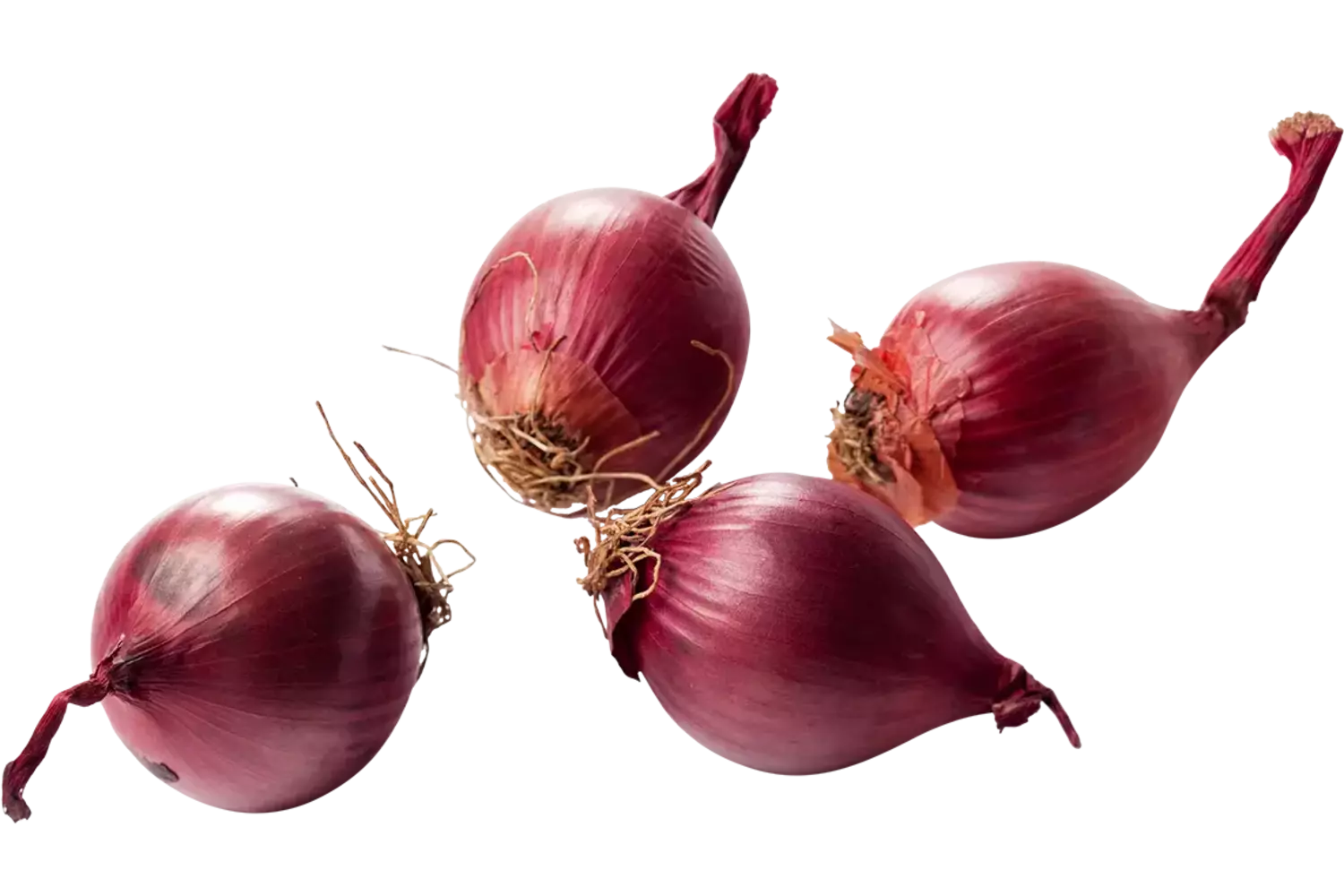 Zilveruien rood verpakt 500gr stuk