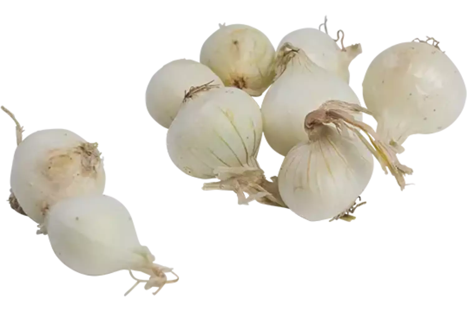 Zilveruien wit verpakt 500gr stuk