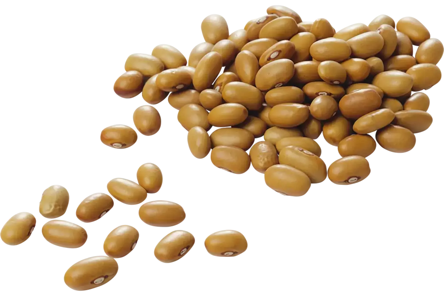 Bruine bonen 500gr kist 15 stuks