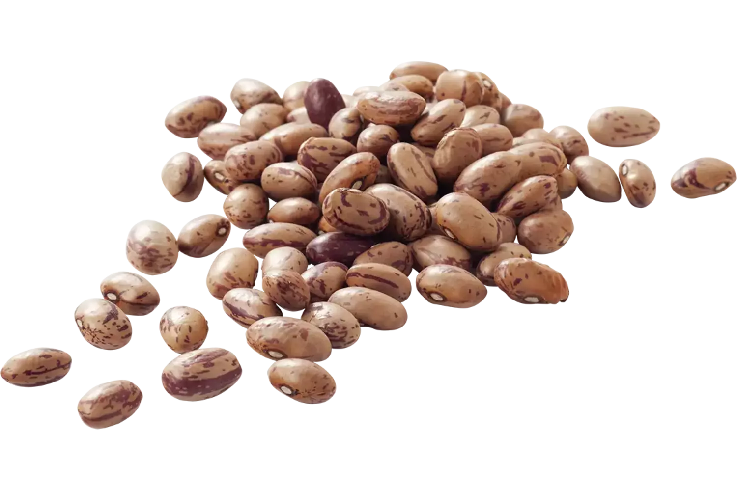 Kievitsbonen