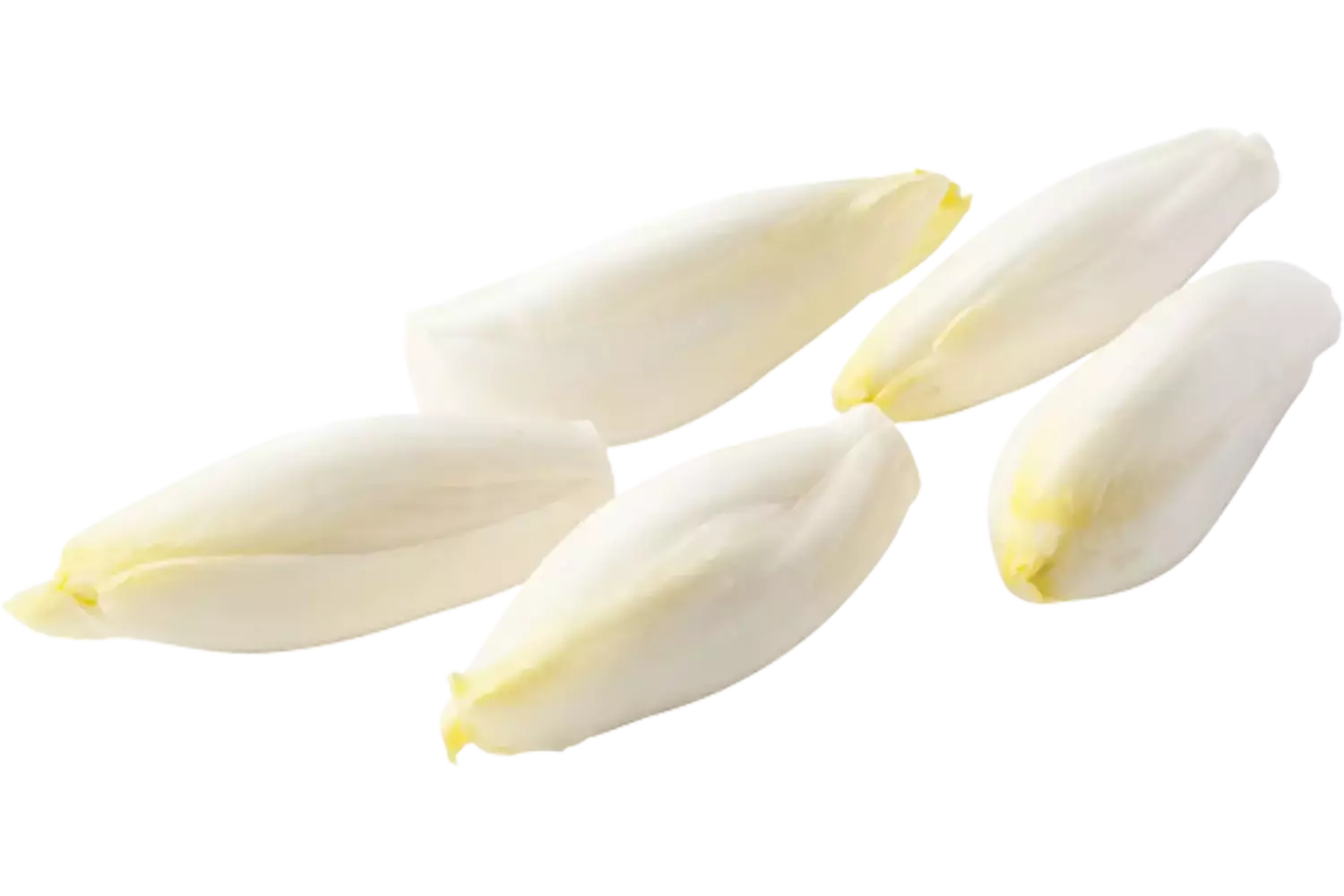 Witlof kort heel schoon zak 1kg stuk