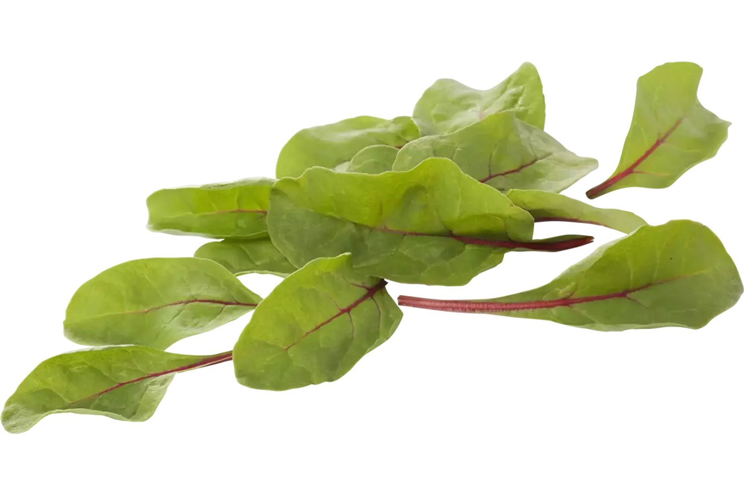 Red chard verpakt 125gr kist 8 stuks