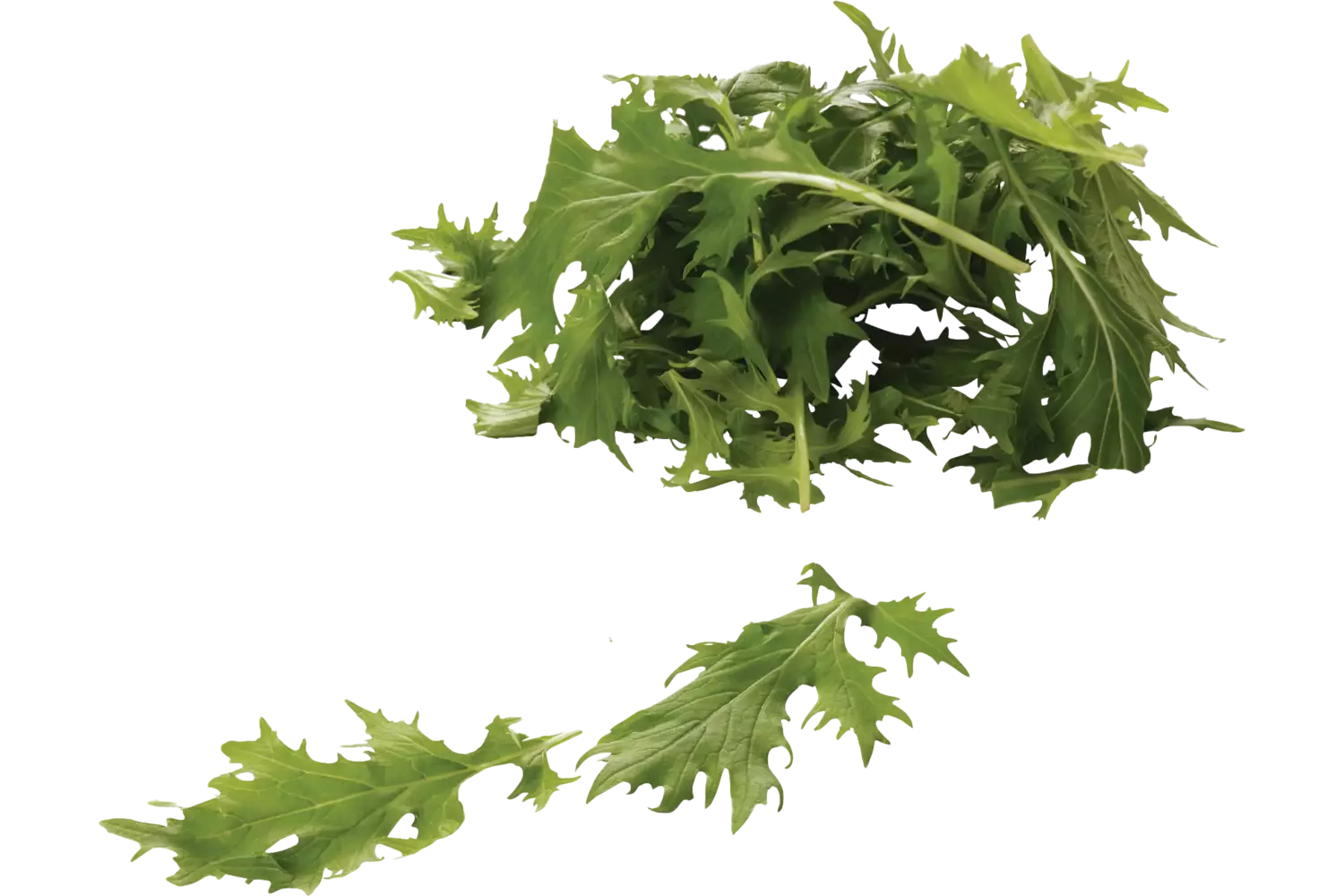 Mizuna vert 125g caisse 8pc
