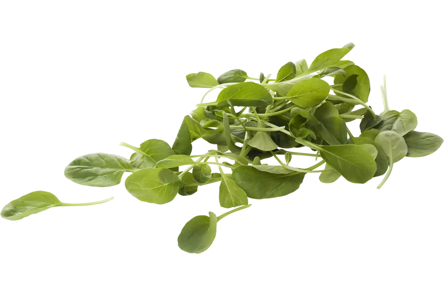 Tatsoi verpakt 125gr stuk