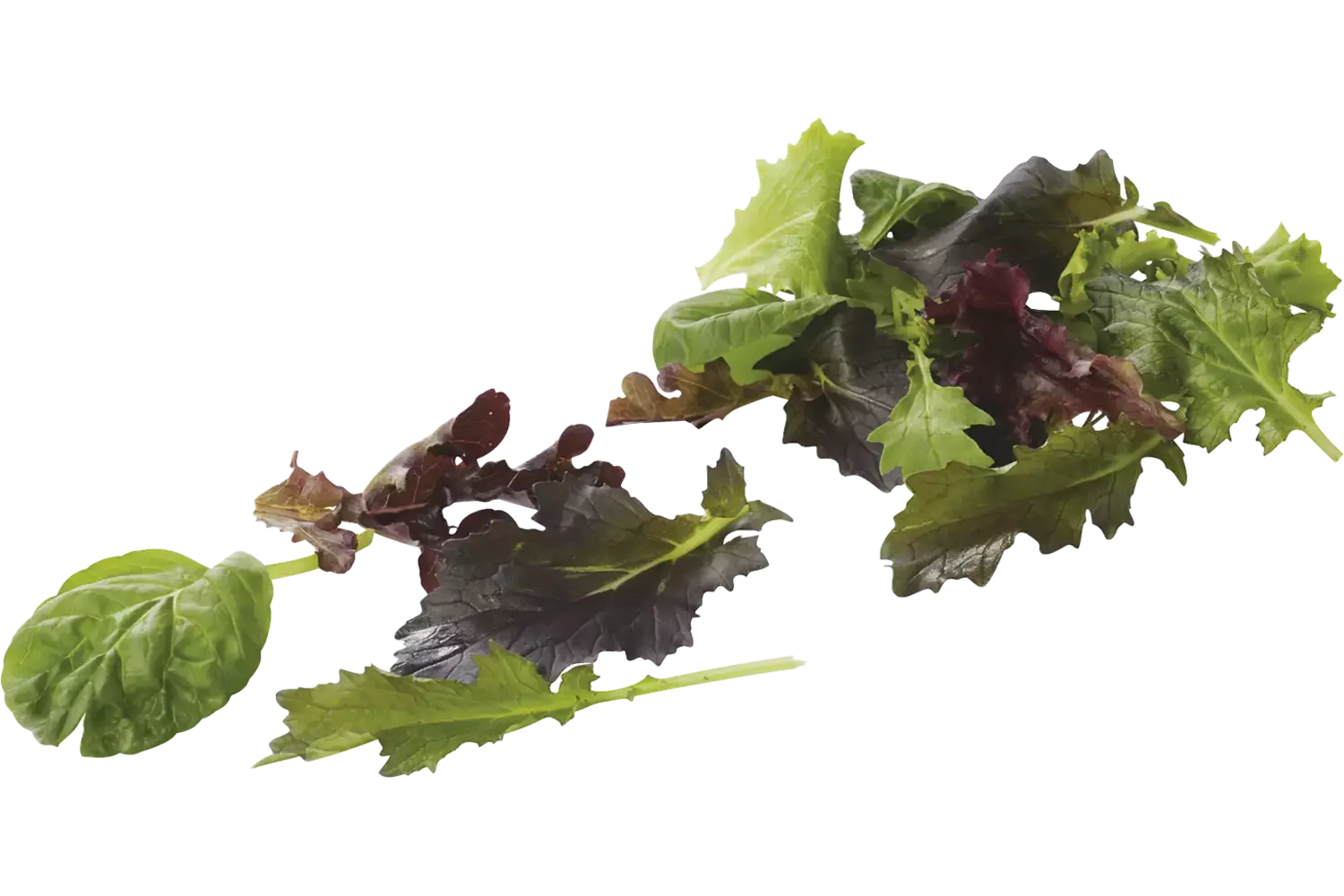 Mesclun verpakt 125gr kist 8 stuks