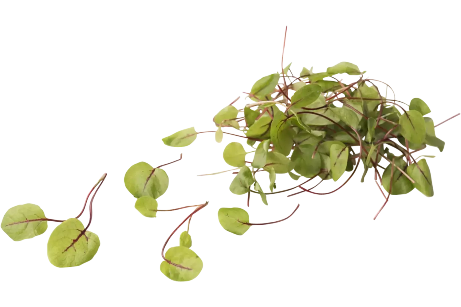 Mini oseille pièce