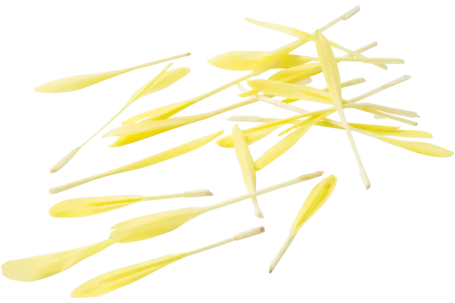 Popcorn shoots 30gr. piece