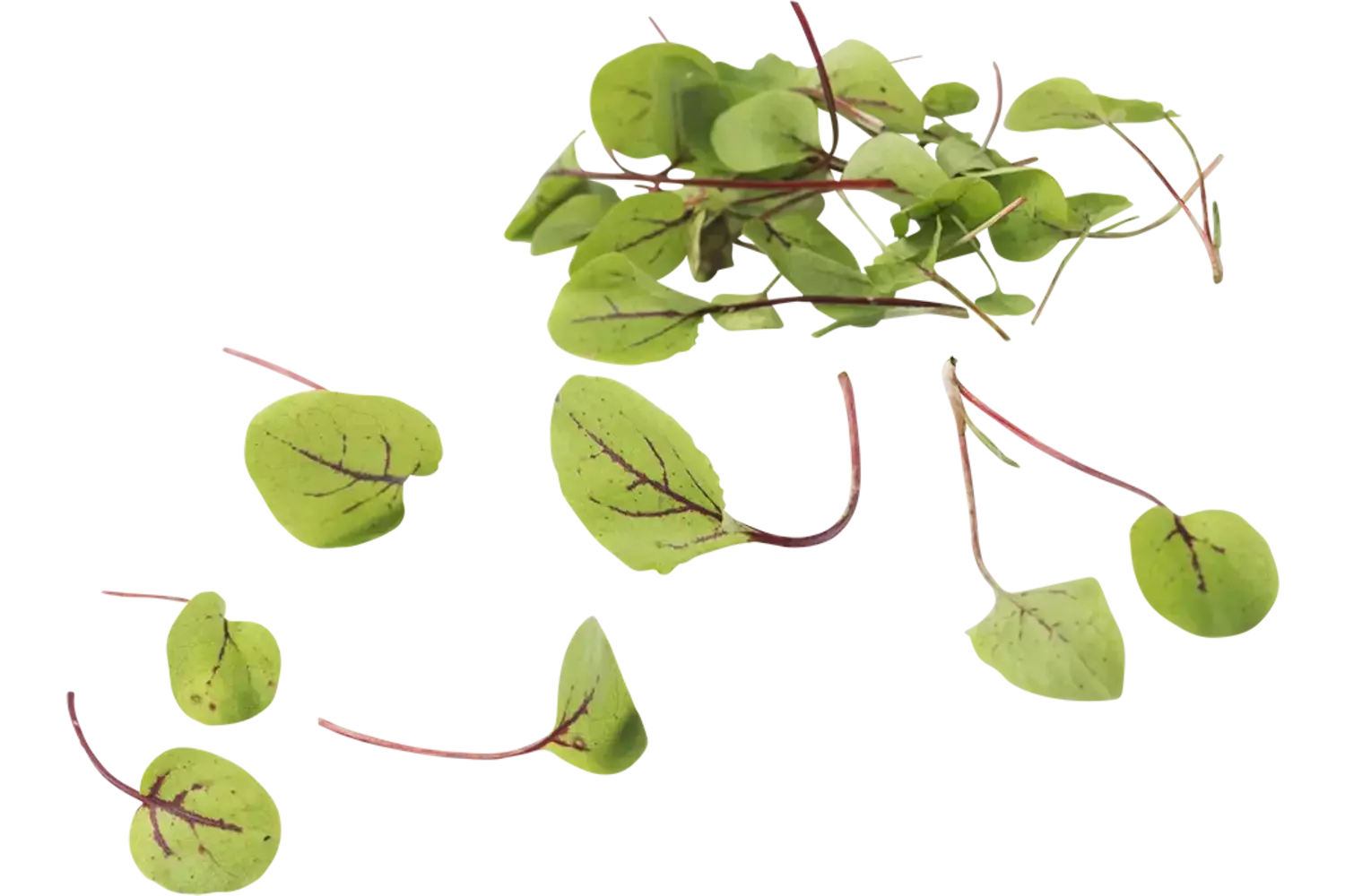 Micro Red Chard 25g pièce