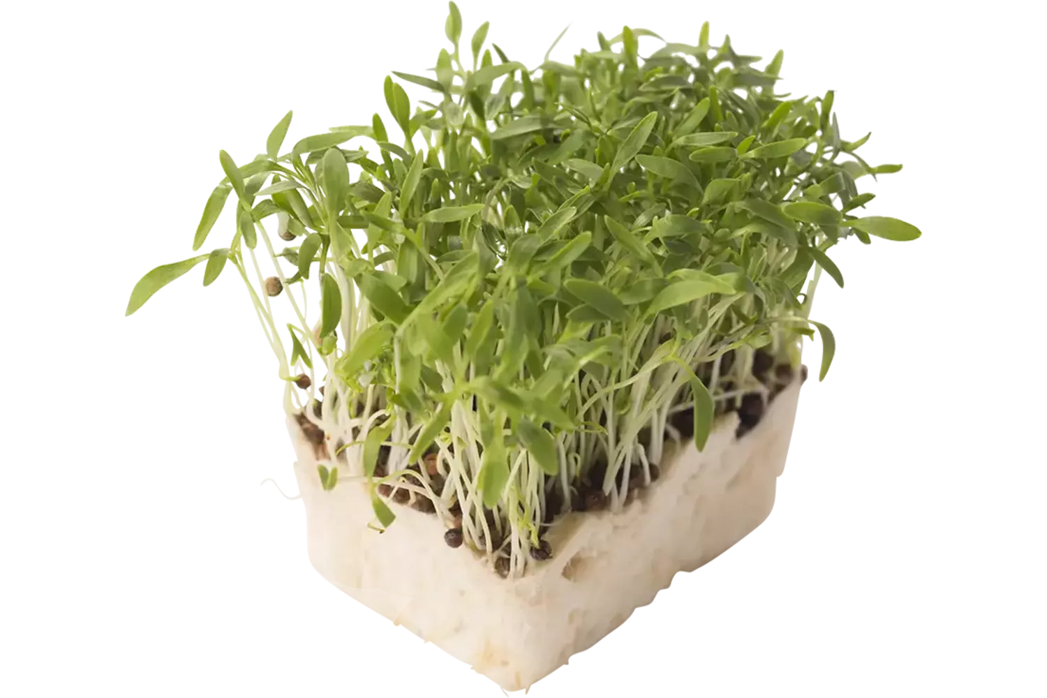 Micro coriander cress crade 8 pieces