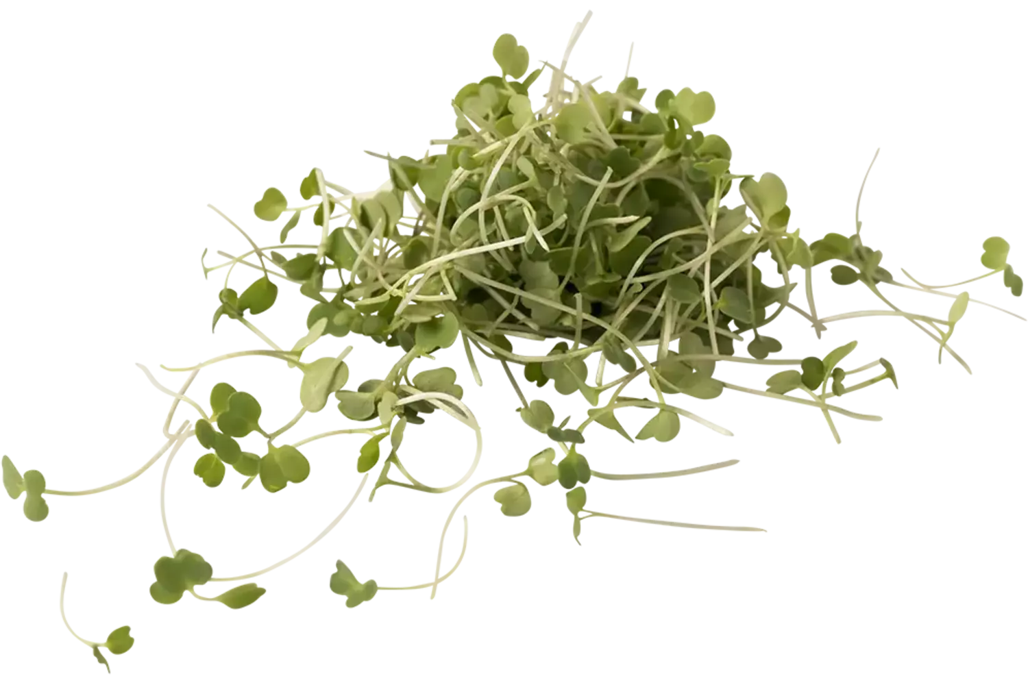 Micro rocket salad 25gr. stuk