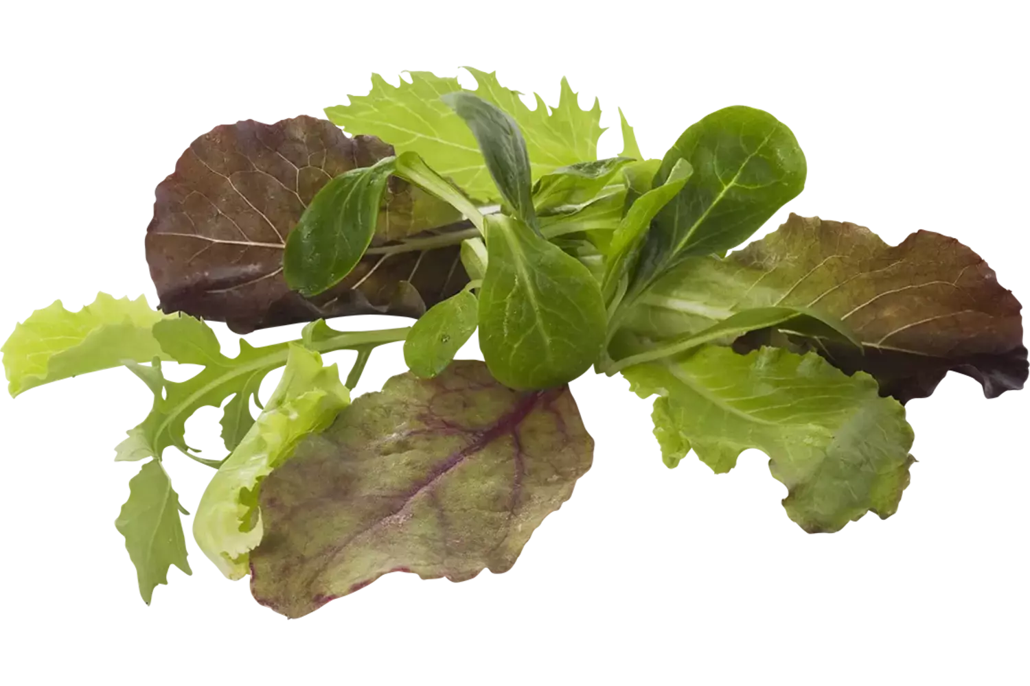Babyleaf gewassen 250gr kist 4 stuks