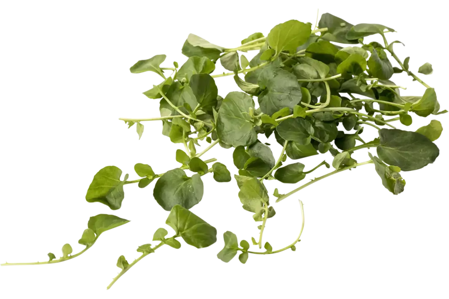 Landcress 250gr kist 4 stuks