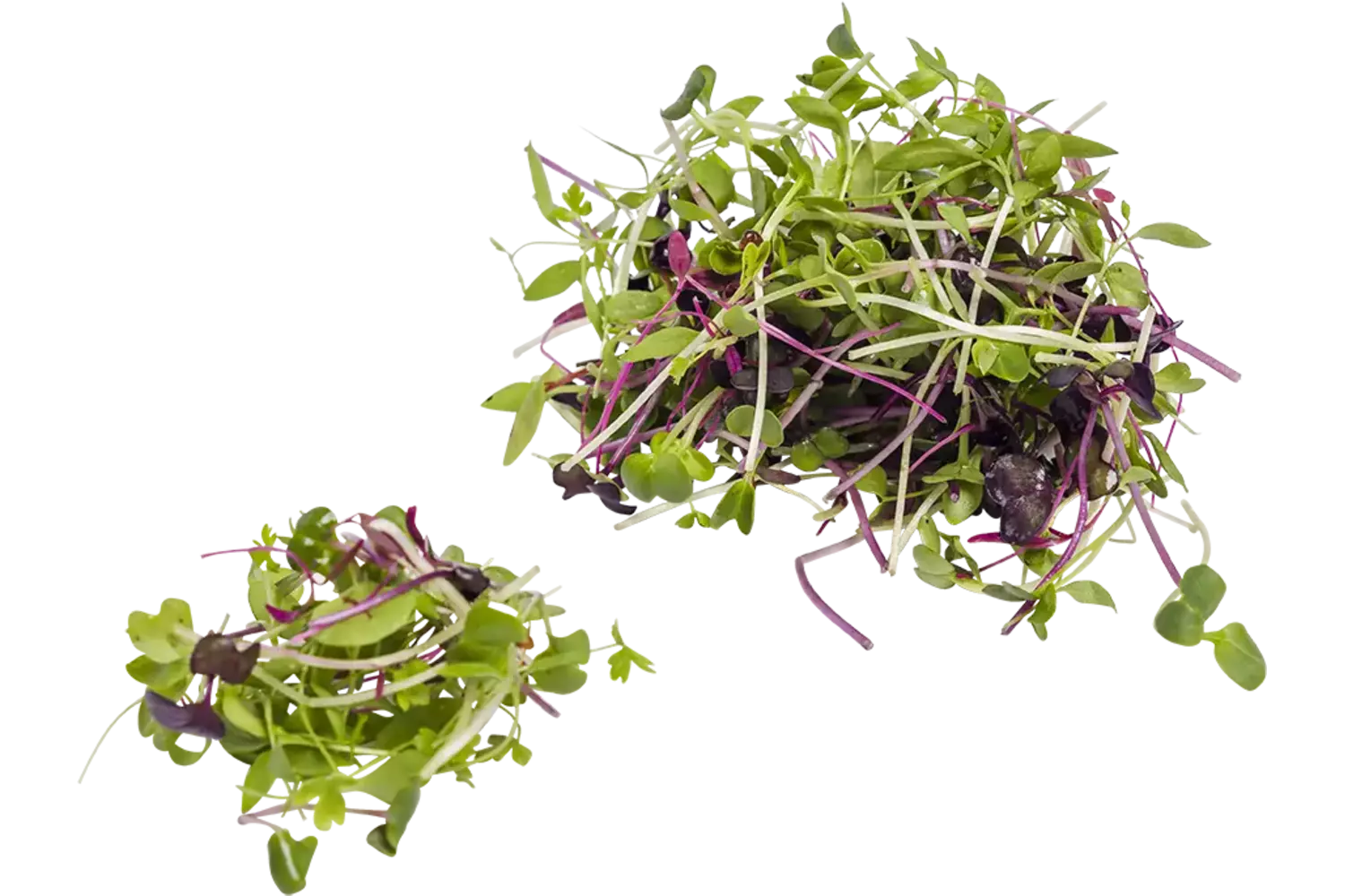 Micro leaf salad horeca mix 200gr stuk