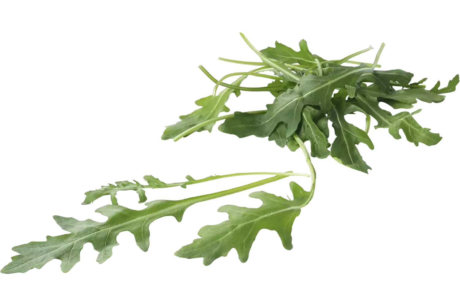 BIO Rucola kist 1 kilogram