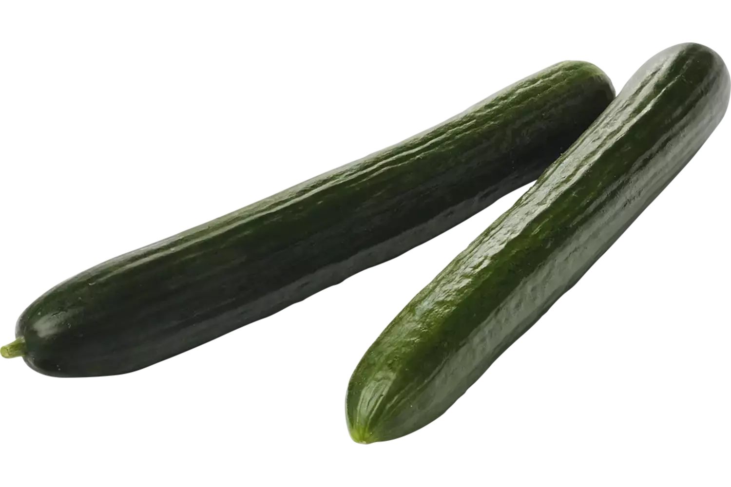 BIO Komkommers kist 12 stuks