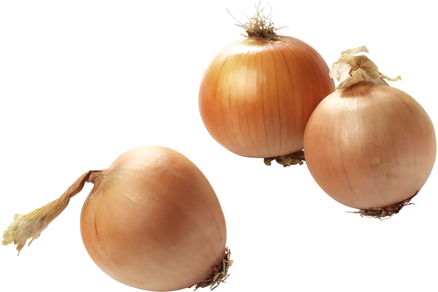 BIO Uien verpakt 750gr kist 12 stuks